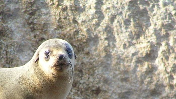 An Australian fur seal suns itself in the Wilsons Promontory National Park in Victoria