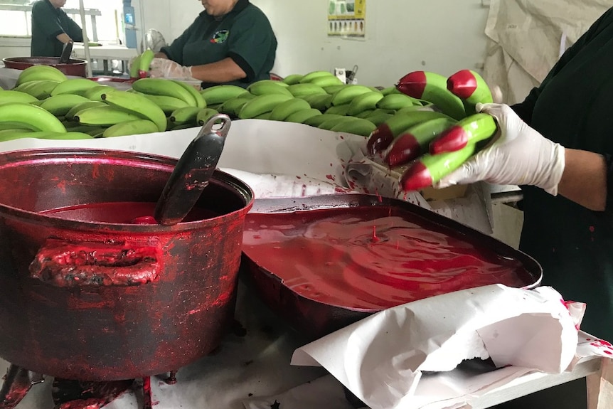 A worker holds a bunch of bananas after dipping their tips in a tray of red wax.