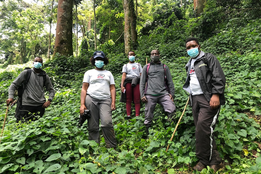 A group of five Ugandan people in hiking gear wearing COVID masks, stand in a thick lush forest.