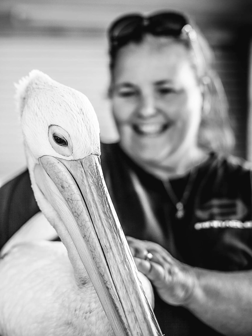 A pelican watched by its wildlife carer Alison Taylor