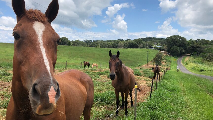 Three horses a long a fence in a green paddock