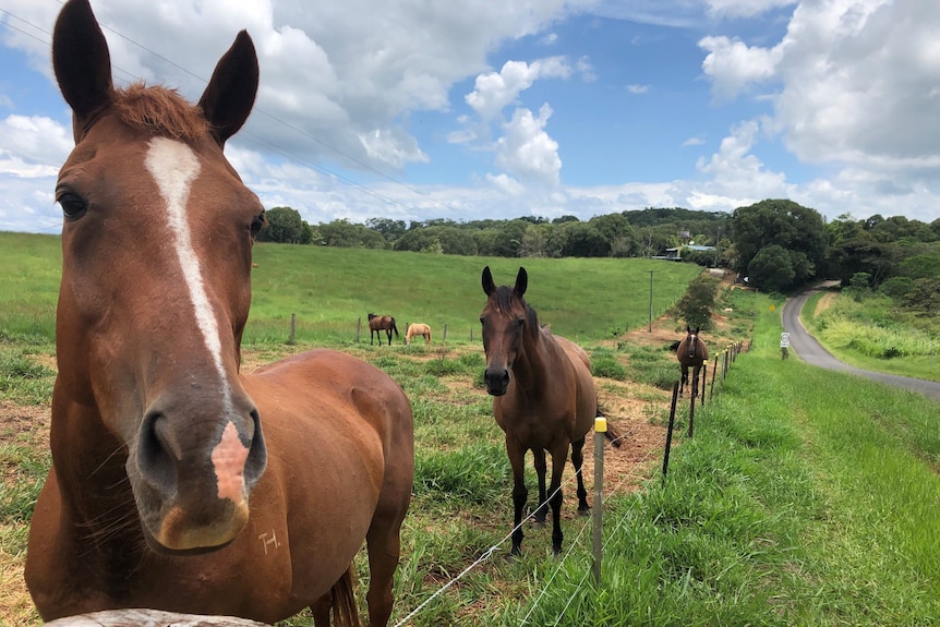 Three horses a long a fence in a green paddock