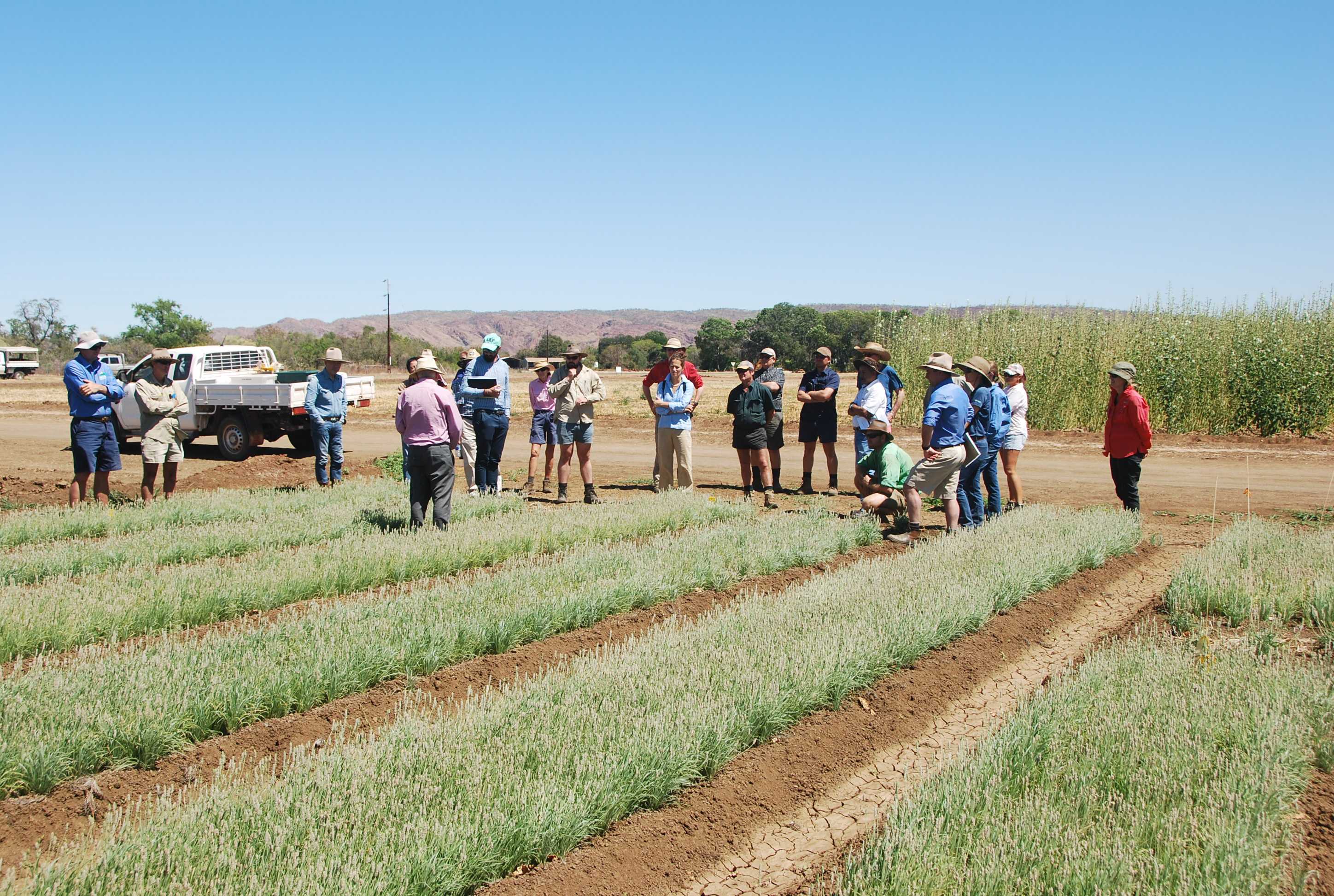 Could WA's Ord Irrigation Scheme become home to a key ingredient used