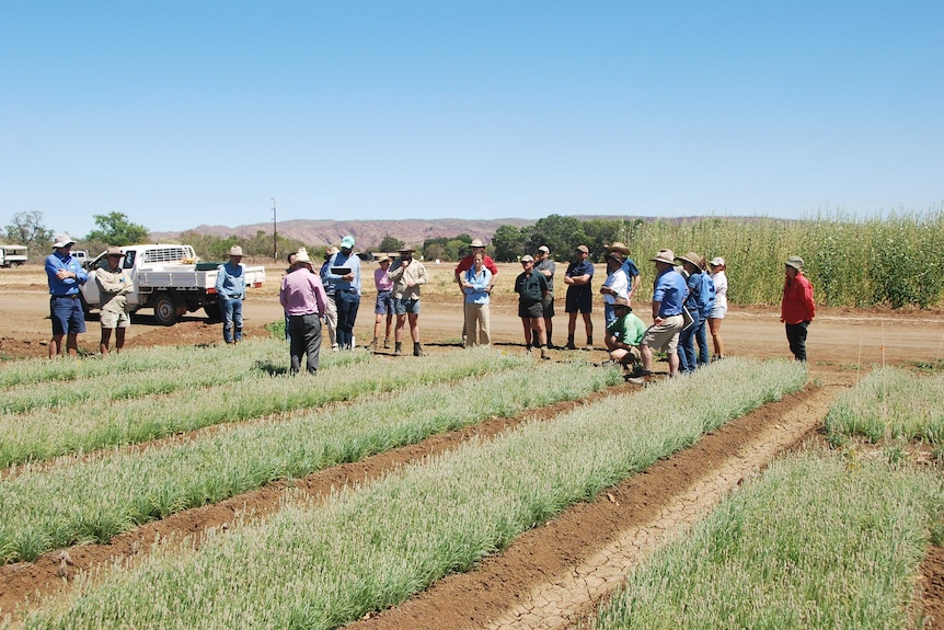 Plantago trials at the Ord Irrigation Scheme