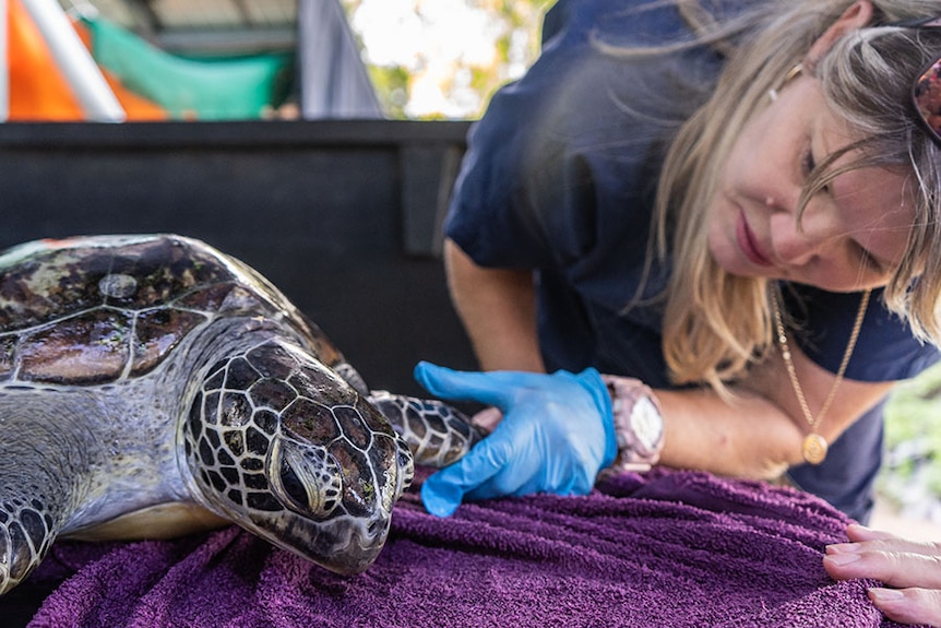 A vet checking over a green sea turtle.