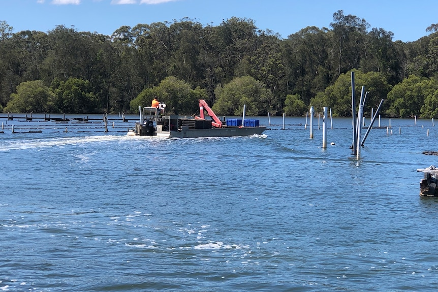 Oyster punt on the Hastings River