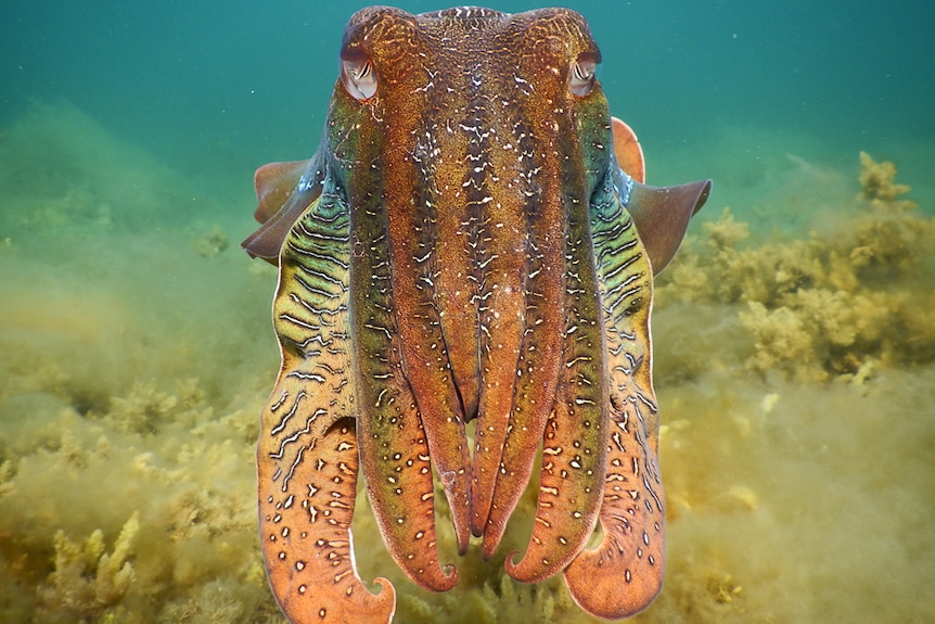 A cuttlefish, predominantly orange and brown, seen face-on.