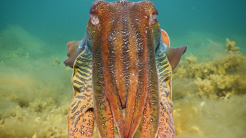 A single cuttlefish near Point Lowly, South Australia