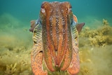 A single cuttlefish near Port Lowly, South Australia.