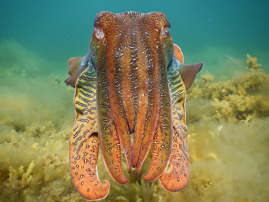 A single cuttlefish near Port Lowly, South Australia.