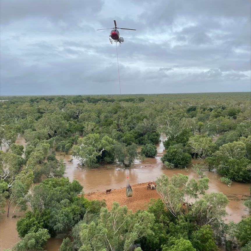 A helicopter dropping supplies to flooded area surrounding cows 