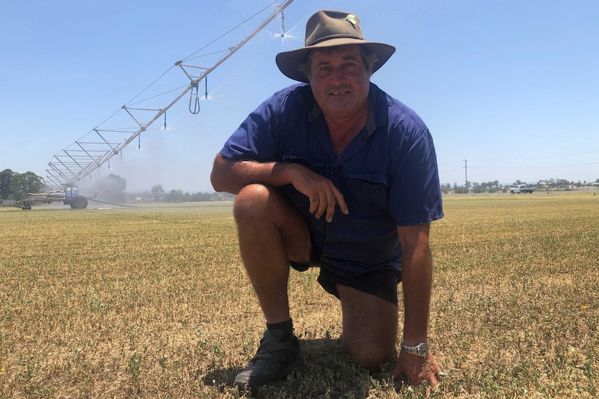 A middle-aged man in hat kneels on a grassy paddock on hot day with a farm truck behind him.