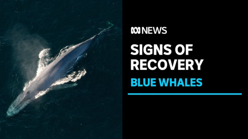 Signs of Recovery, Blue Whales: Aerial vision of a blue whale on the ocean's surface.