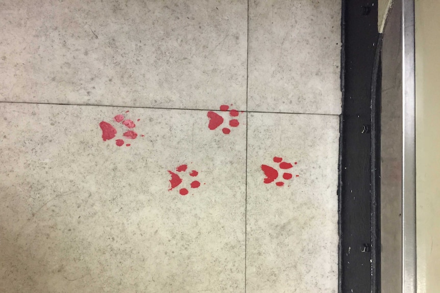 Red paint cat prints are a sign of history aboard the HMAS Perth