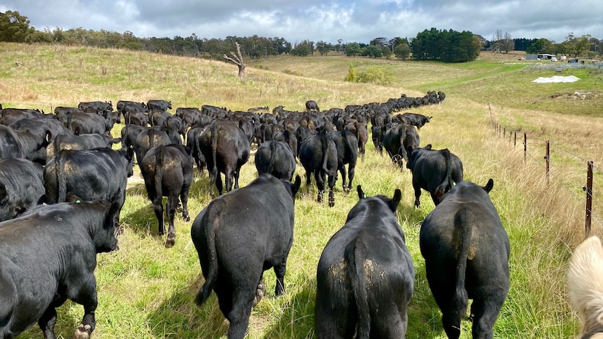 A herd of black cattle is mustered in a paddock.