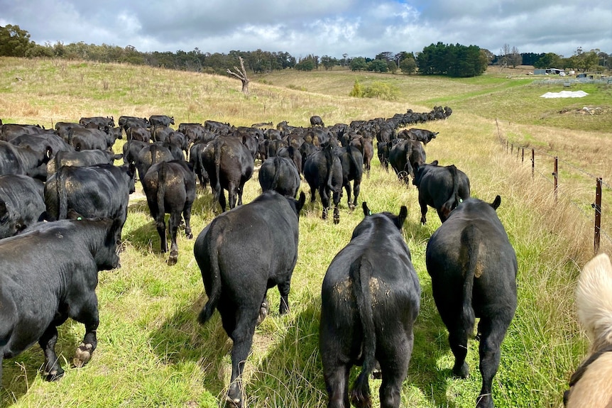 A herd of black cattle is mustered in a paddock.