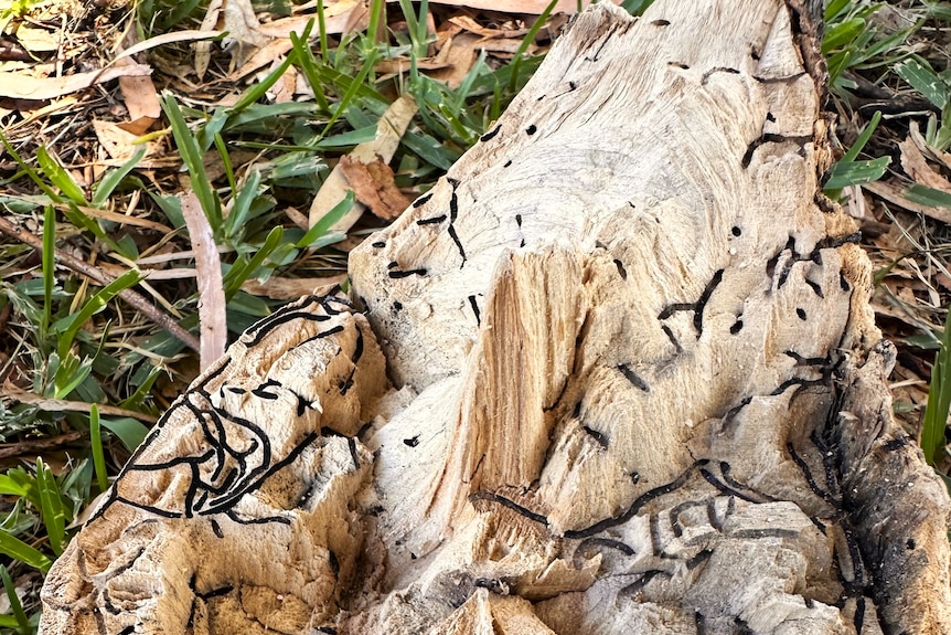 The vascular system of a piece of wood infested by shot hole borer beetles