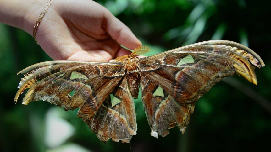 The Atlas moth, the largest moth in the world.