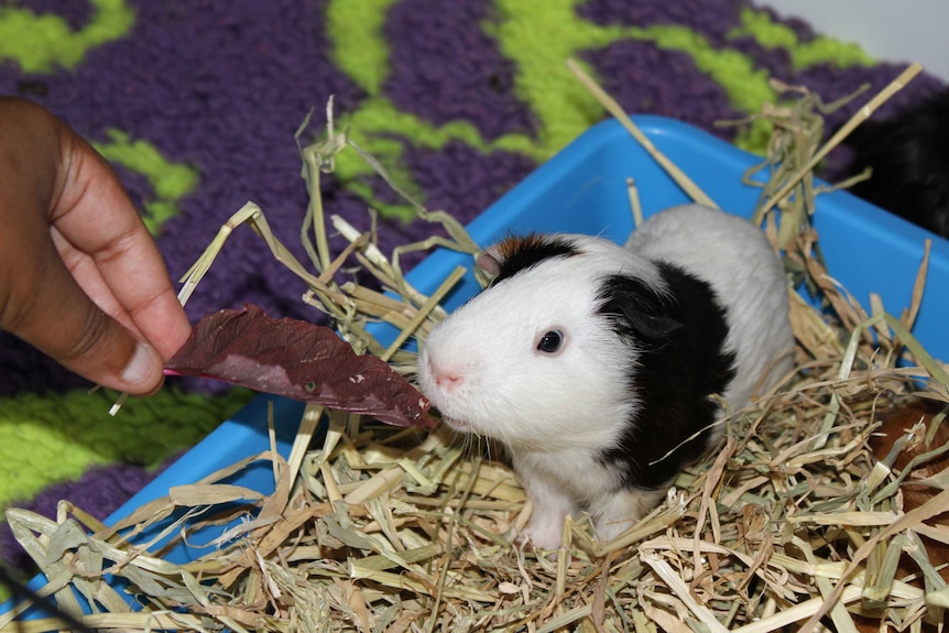 Kadam hand feeds a young guinea pig a leaf