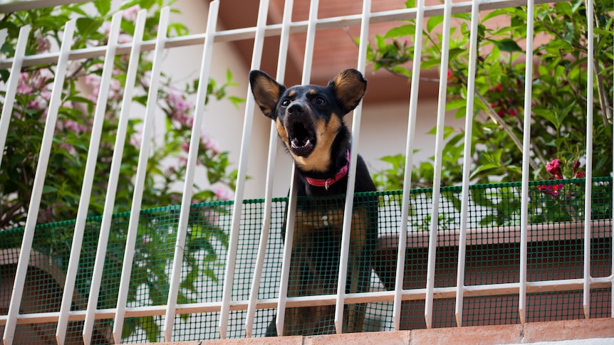 A territorial black and brown dog with pink collar barks through the fence on a balcony with plants.