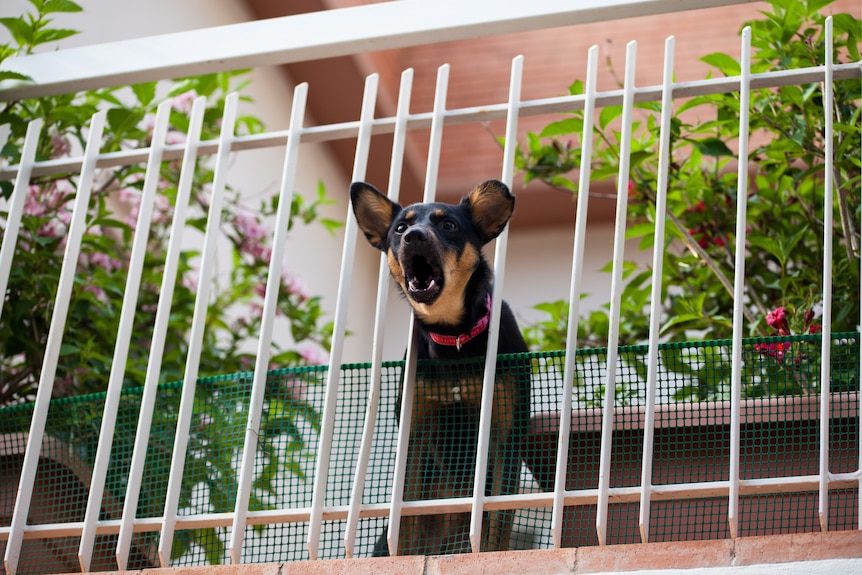 A territorial black and brown dog with pink collar barks through the fence on a balcony with plants.