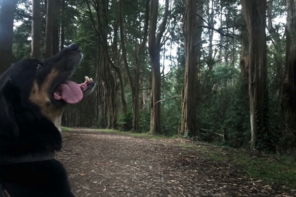 Graham's dog on a bushwalk