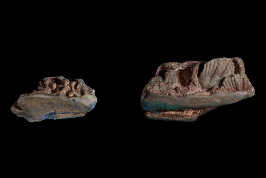 A photo of two opal fossil fragments with blue and green colouring and fan-shaped teeth prominent to the right.