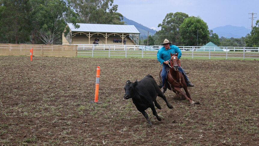 Rider on horse chases black steer around an obstacle course at Wingham Show.