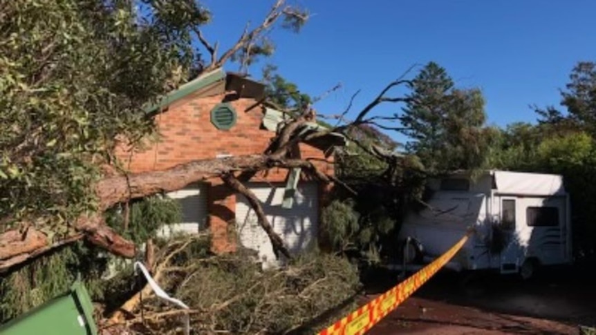 Large gumtree fallen across roof of red brick house with green eaves and SES caution tape surrounding them. 