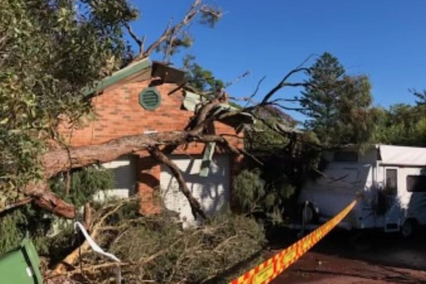 Large gumtree fallen across roof of red brick house with green eaves and SES caution tape surrounding them. 