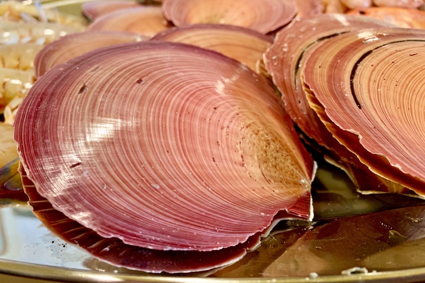 Lots of pink scallop shells on a table