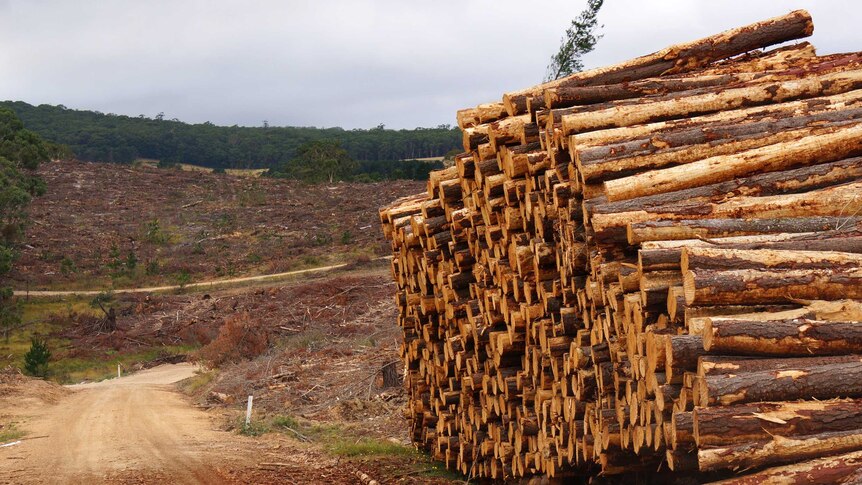 Piles of timber logs at a forestry plantation.