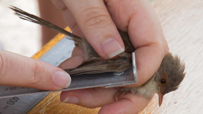 A female superb fairy wren has its wing span measured