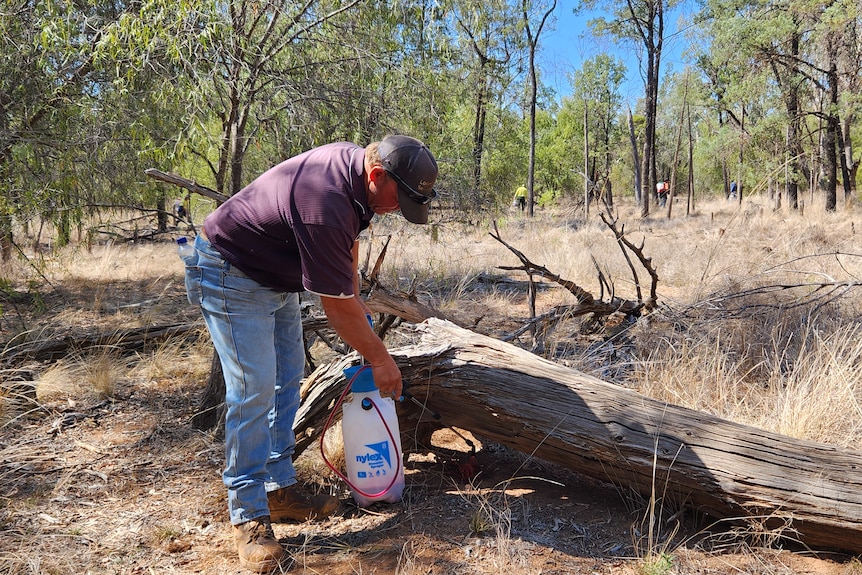 Man bending over log with a spray pack, spraying a small cactus