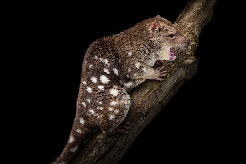 Search for tiger quolls in Victoria