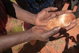 A rare marsupial mole, held in a pair of hands.