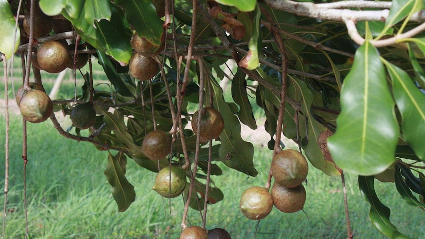 Macadamia nuts almost ready to drop.
