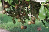 Macadamia nuts almost ready to drop.