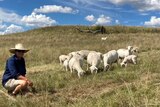 A woman crouches in a paddock with sheep.