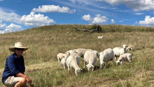 A woman crouches in a paddock with sheep.