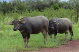 Two buffaloes standing in a paddock near the road.