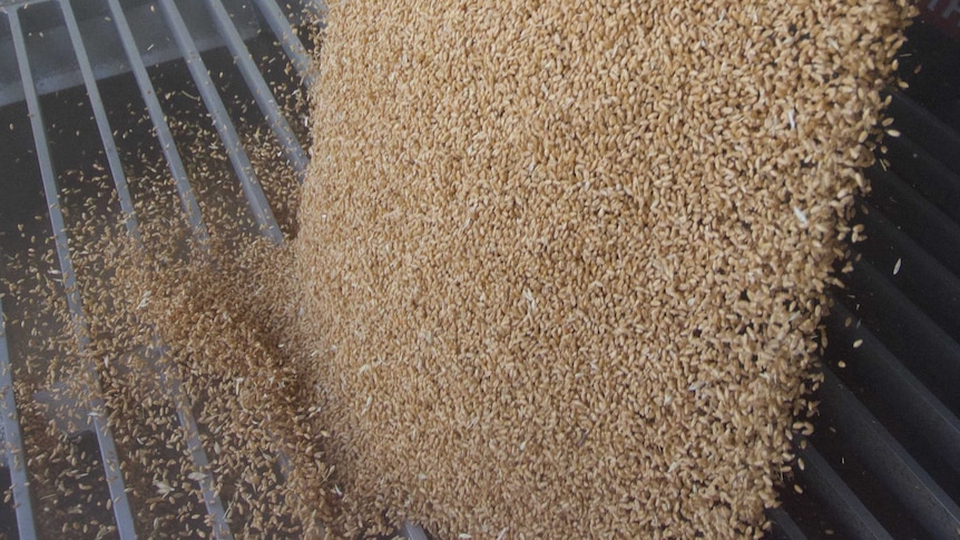 Wheat pours from a chute in a truck into a grate at the Laucke flour mill.