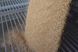 Wheat pours from a chute in a truck into a grate at the Laucke flour mill.