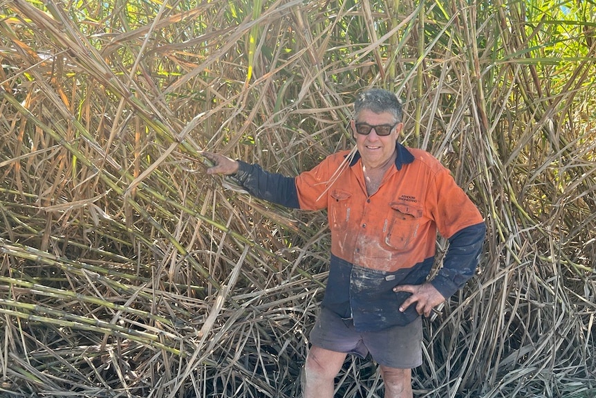 Farmer in hi-vis standing in front of sugar cane.