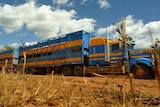 A road train transports cattle