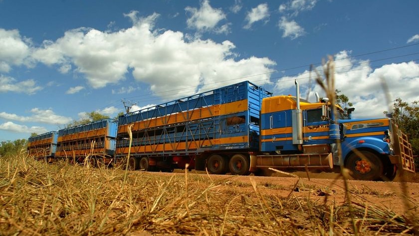 A road train transports cattle out of a livestock export yard in Noonamah