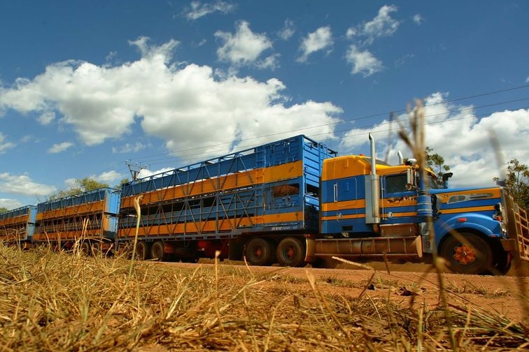 A low roadside shot of a large blue and orange truck pulling three livestock trailers on a red-dust road