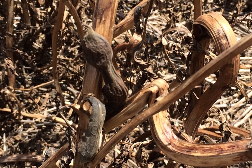 Faba beans, looking a bit like snakes, dried out and ready for harvest