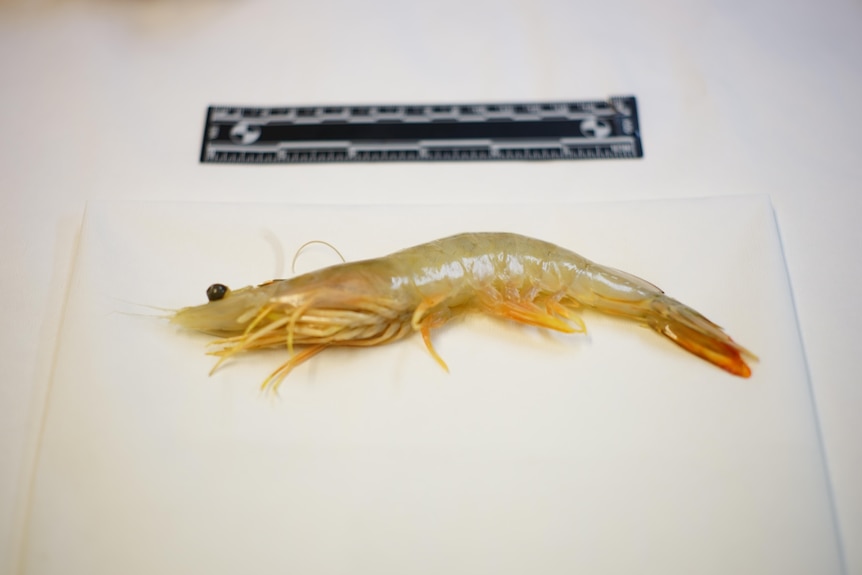 A prawn on a table, beside a ruler.