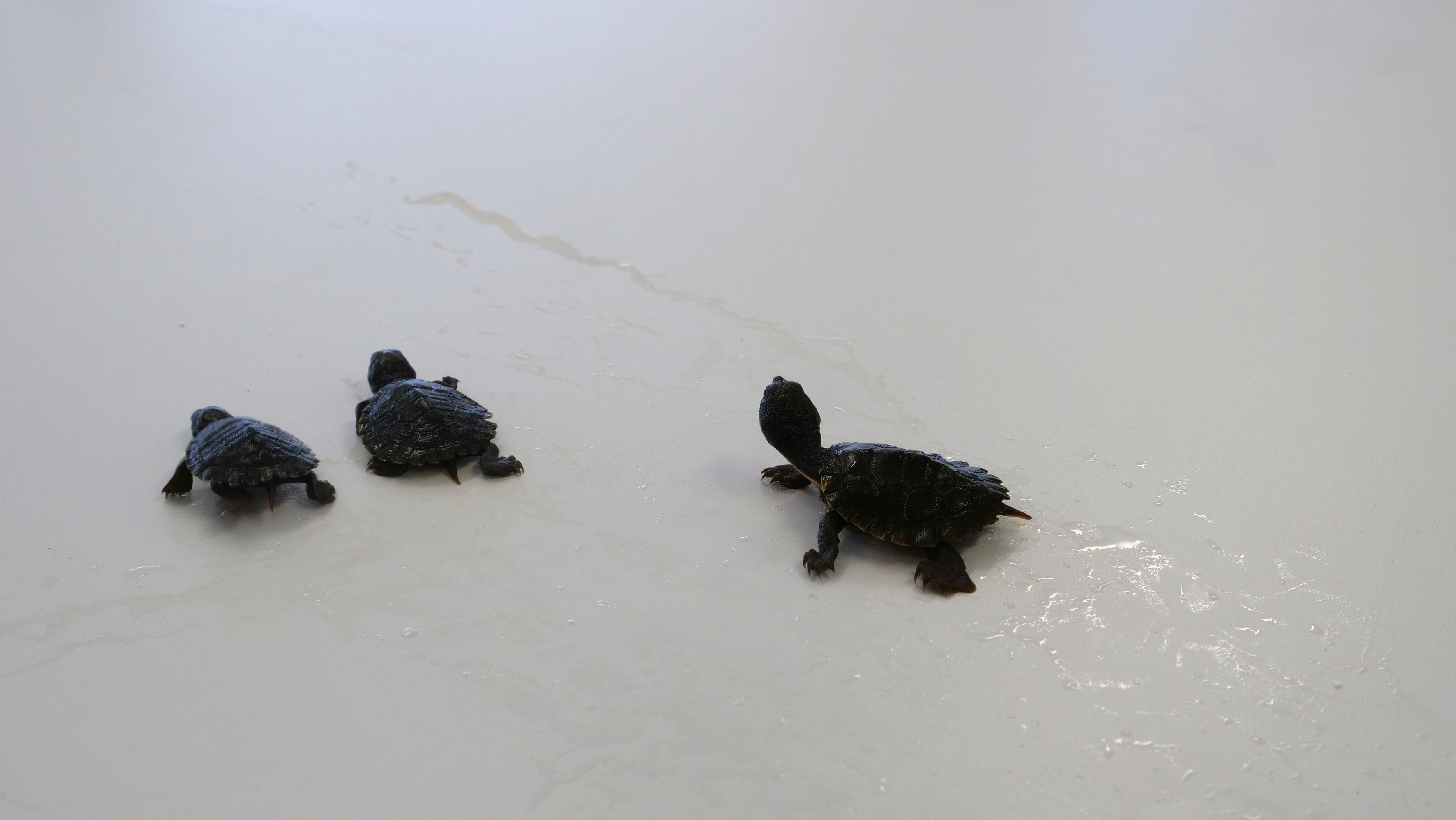 Twin turtle white table 2